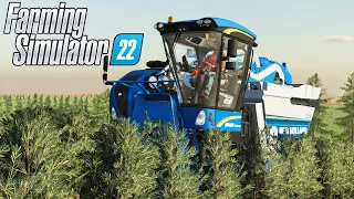 COLHENDO AZEITONAS | Farming Simulator 22 | Centro Oeste Map