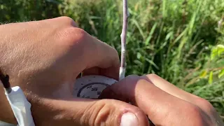 How to Graft Apricots and peaches in the summer. How to choose proper wood to use as scion.