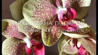💞 Орхидея На Подарок / Солнечный Phal.”Pulsation”/ Фаленопсис"Пульсация"