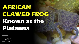 The African Clawed Frog is a large species of flat Frog found dwelling at  lakes and rivers.