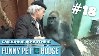 СМЕШНЫЕ ЖИВОТНЫЕ И ПИТОМЦЫ #18 ОКТЯБРЬ 2018 [Funny Pet House] Смешные животные