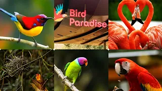 Singapore Bird Paradise First Day Opening Ceremony|Asias Largest Bird Park @MandaiWildlife Singapore