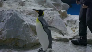Penguins waddle into new home in Singapore | AFP