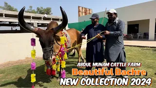 Big size beautiful Bachre I asa bachra Aapne Nahi Dekha Ho gha l Abdul Munam Cattle Farm Shekhupura