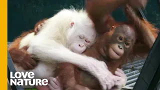 The World's Only Albino Orangutan | Love Nature