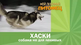 Хаски. Воспитание, уход, интересные факты.