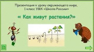 Как живут растения? Окружающий мир 1 класс УМК Школа России 16.12.2022