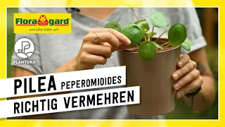 Pilea richtig per Steckling vermehren - mit der Floragard Bio-Erde Aromatisch