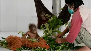 BABY BULLETIN: Rescued Baby Orangutans Get Fresh Start!