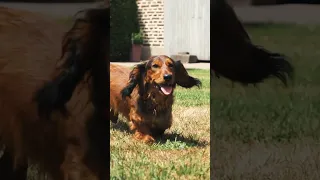 Long haired dachshund 🐶 #dog #dachshund