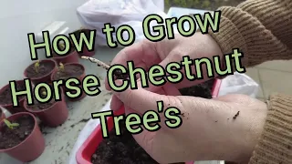 How To Grow Horse Chestnut Trees from Conkers - Step by Step with AMAZING RESULTS