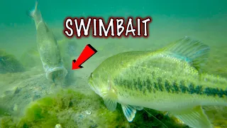 Which Bluegill Swimbaits Catch More Bass? Amazing Underwater Fishing Footage!!