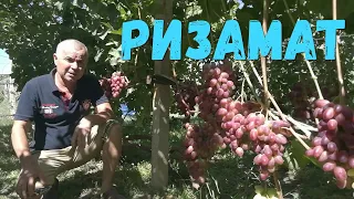 Виноград Ризамат