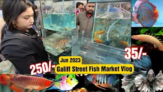 Recent Aquarium Fish Price Update | Galiff street Fish Market | Galiff Street new video June 2023