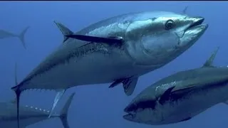 Western Atlantic Bluefin Tuna: Giants of the Canadian Maritimes | Pew