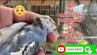 NAMATAYAN NG KA PARES ANG ATING ALAGANG IBON.(VLOG.020🦜)