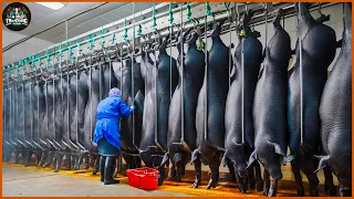 How Farmers Raise And Process Millions Of Black Pigs At The Factory - Pig Farms | Processing Factory