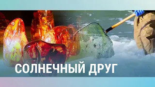 Солнечный друг: литовские секреты добычи янтаря