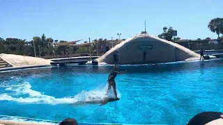 Tenerife Dolphins, Aqua-land dolphin show.