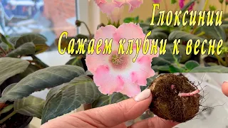 Глоксинии. Как сажать клубни?!