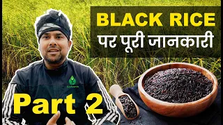 EVERYTHING ABOUT BLACK RICE FARMING | काले चावल की खेती करने की पूरी जानकारी| (HINDI/हिंदी) - PART 2