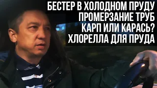 Ответы на вопросы. Промерзание труб. Карп или карась?  Бестер в холодном пруду. Хлорелла для пруда