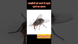 housefly  interesting facts #shorts #facts #youtubeshorts