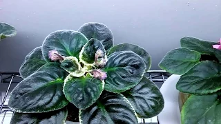 African Violet update.......