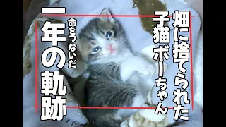 【畑に捨てられた子猫】ボーちゃんも1歳になりました。保護してから1年間の軌跡！