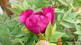 Jak pěstovat pivoňku dřevitou. Paeonia suffruticosa