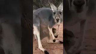 #shorts/The baby kangaroo enters its mother's pouch and tries to stick its head out to look outside