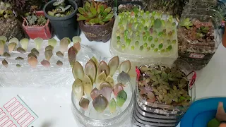 다육이 랩 잎꽂이 페트병에 잎꽂이 잘 되는 꿀팁 Succulent plant bottle garden 🔴다육이 번식의 모든 것 잎꽂이 적심 삽목 Succulents 多肉植物