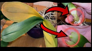 Орхидея сгнила в момент ФУЗАРИОЗ(?)😢  Что такое ТОЧКА РОСТА ОРХИДЕИ и как она выглядит 🧿