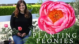 Planting Peonies (Plants & Tubers) in My Garden! 🌿🌸// Garden Answer