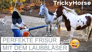 Gelassenheitstraining mit Spaß - TrickyHorse Training #TrickyHorse - Horsemanship - Pferde abhärten
