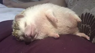 Hedgehog sleeping