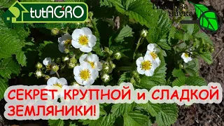 СЕКРЕТ СЛАДКОЙ и КРУПНОЙ ЗЕМЛЯНИКИ. Очень простая ПОДКОРМКА.