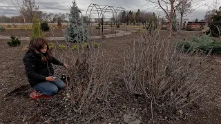 Windy Garden Cleanup + Starting Strawflowers, Gomphrena & Craspedia Seeds! 🌿✂️💨 // Garden Answer