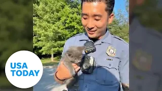 Police rescue kitten stuck inside car engine along busy highway | USA TODAY