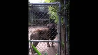 Scary lion attacks