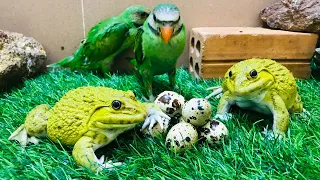 Hero frog protect parrot ‘eggs