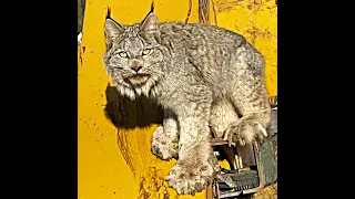 Lynx Climbs up Truck to Look at Human