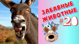 Приколы с Животными #20 / Смешные Животные / Приколы 2020 / Приколы про Животных / Лучшие Приколы