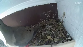 Mourning Doves, Season Three: June 12, parent removes dead chick from nest
