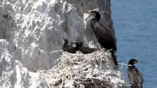 Mongolia - Khetsuu Khad - Cormorants nesting