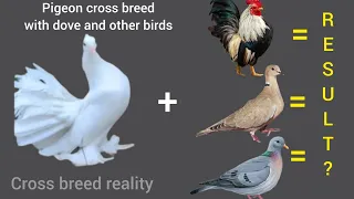 pigeon cross breed with other birds | dove and pigeon cross breed #pigeon