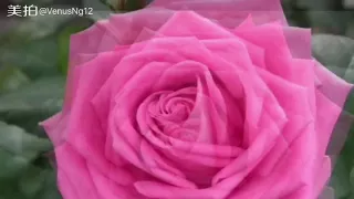 Aqua Rose Beanspaste Flower piping 韓式唧花 玫瑰