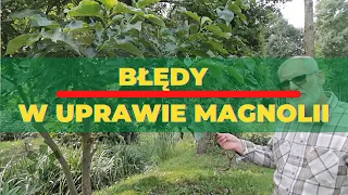 Błędy w uprawie magnolii