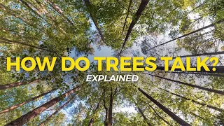 How Do Trees Communicate? | Eco Facts | One Tree Planted