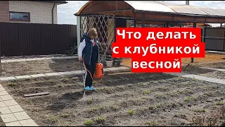 Что делать с клубникой весной: Первая и очень важная подкормка клубники весной!